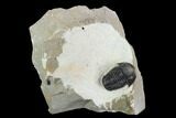 Gerastos Trilobite Fossil - Foum Zguid, Morocco #125470-1